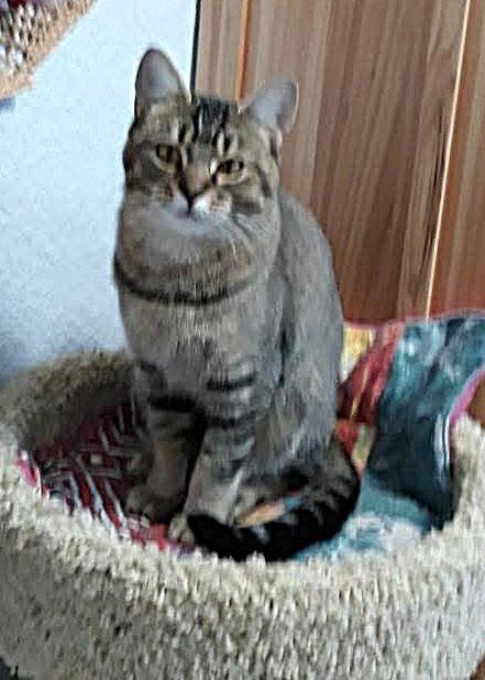 Habbie, ADOPTABLE, Young Female Domestic Short Hair.