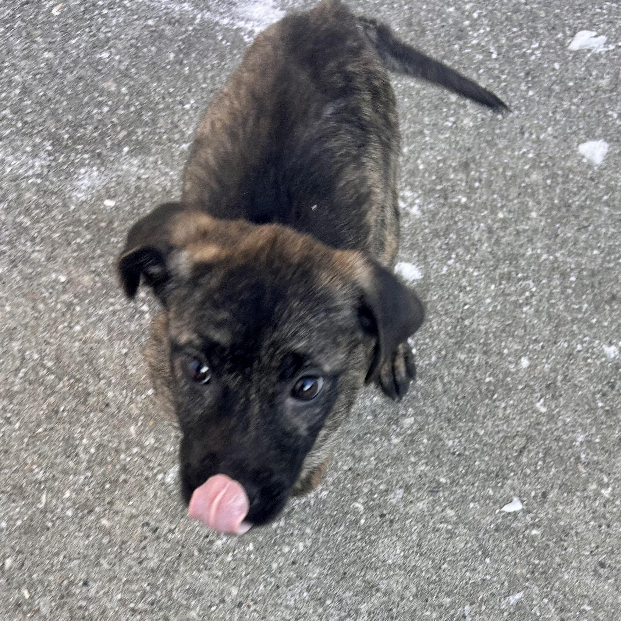 Enlarge Imogen, a Adoptable mixed breed in Edmonton, AB image 2/6