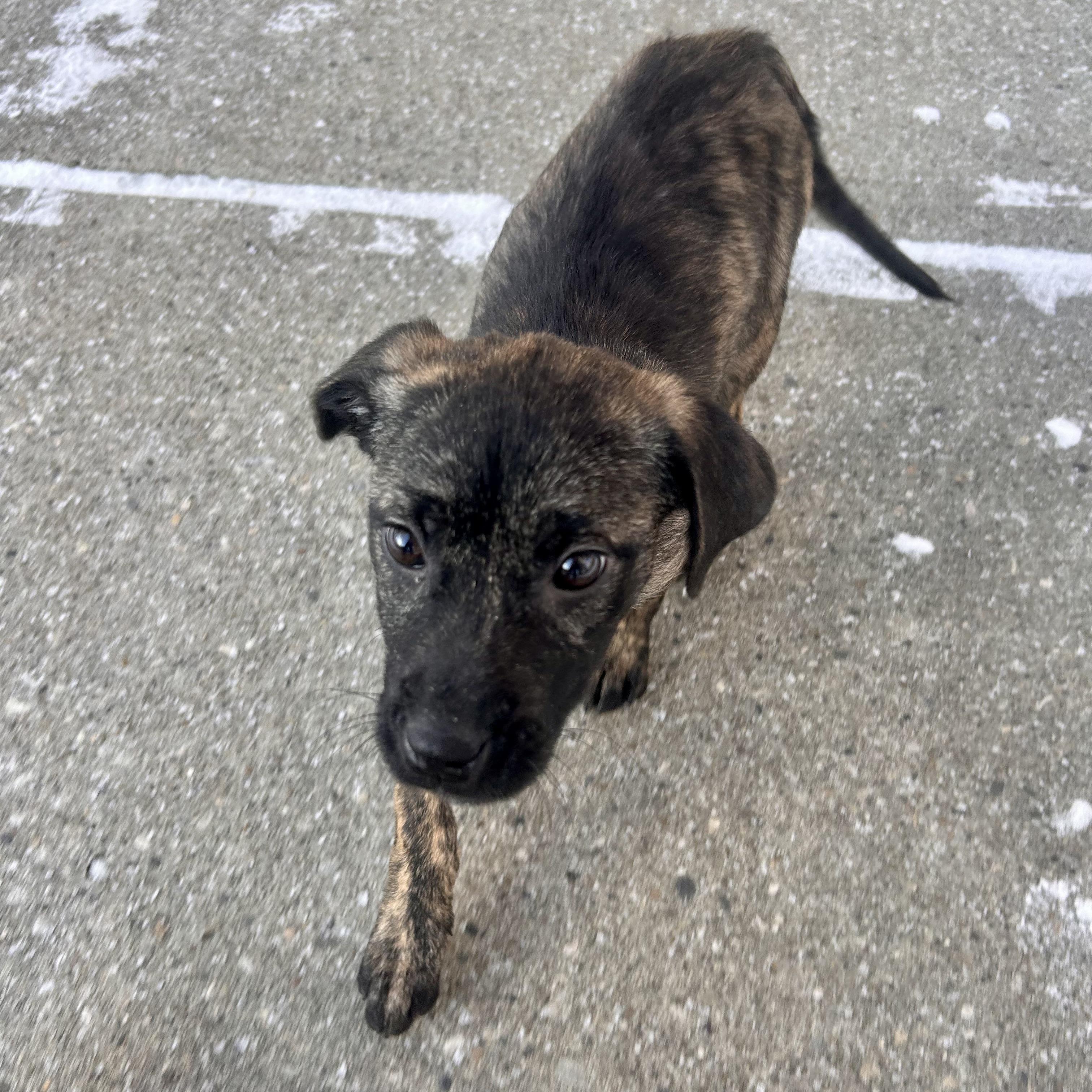 Enlarge Imogen, a Adoptable mixed breed in Edmonton, AB image 3/6