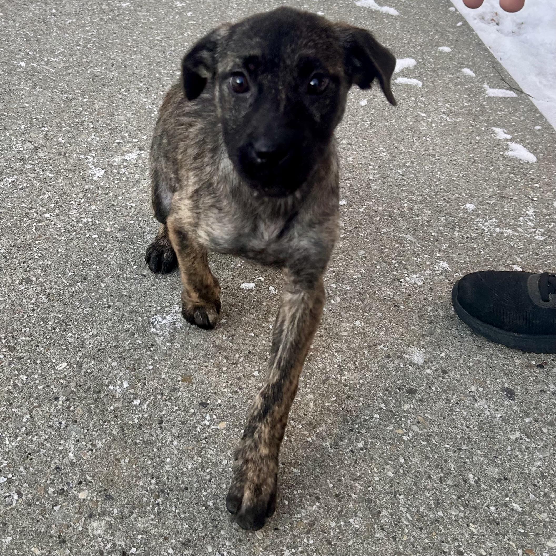 Enlarge Imogen, a Adoptable mixed breed in Edmonton, AB image 4/6