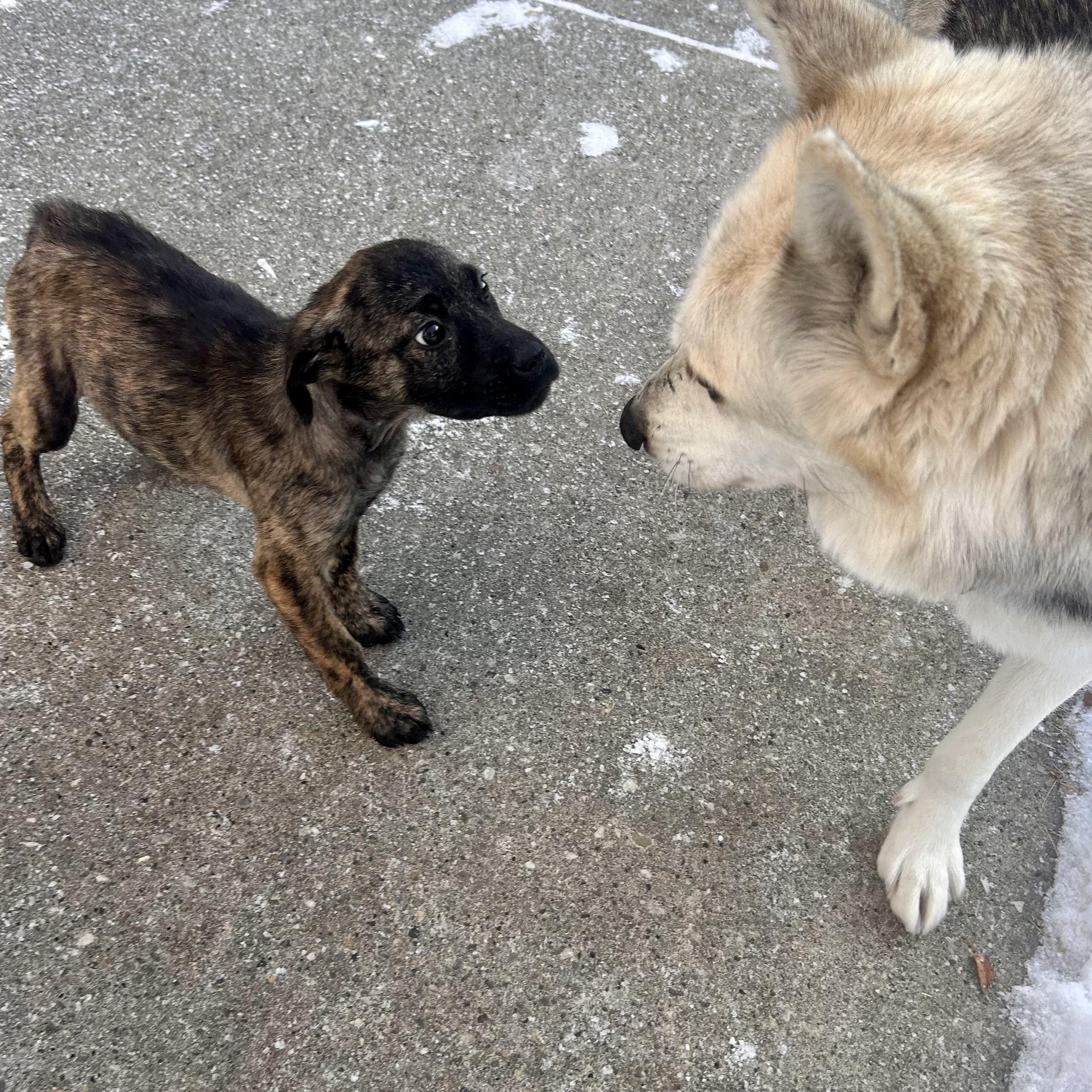 Imogen, Adoptable, Puppy Female Mixed Breed.