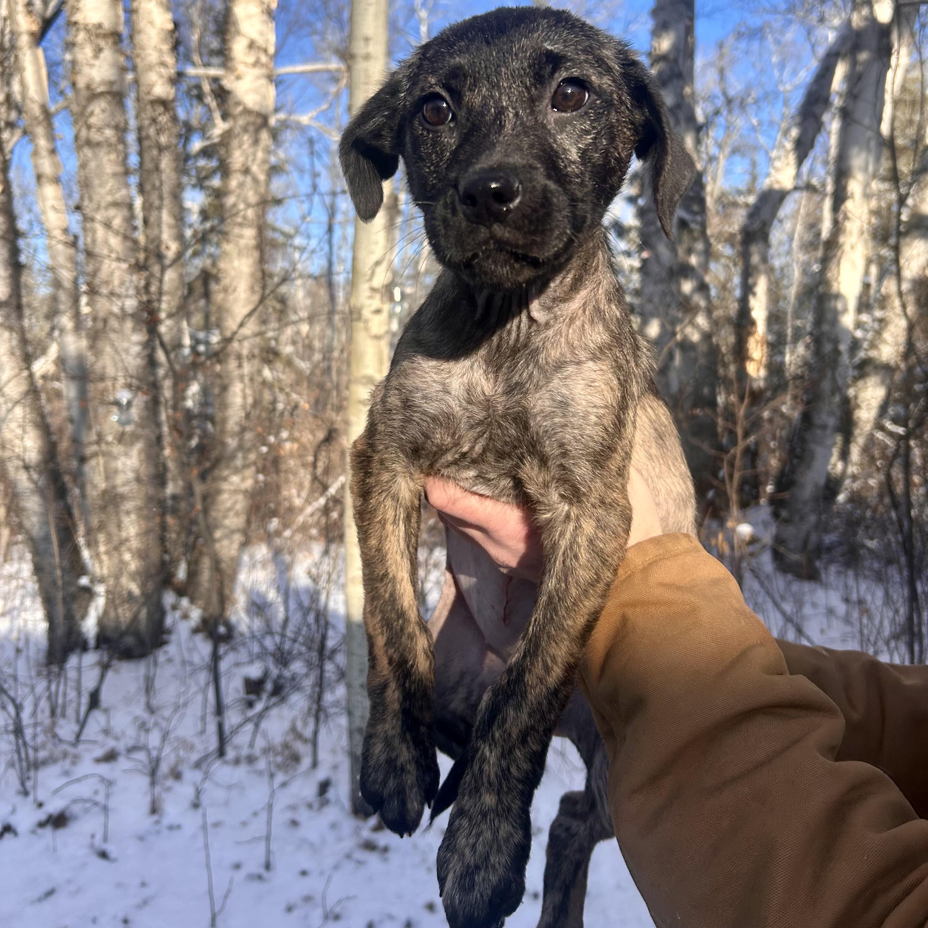Imogen, Adoptable, Puppy Female Mixed Breed.