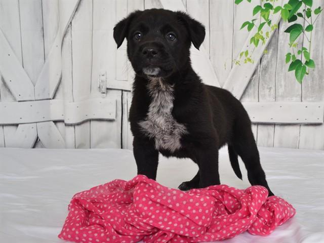BANNER, Adoptable, Puppy Female Cane Corso & Australian Cattle Dog / Blue Heeler.