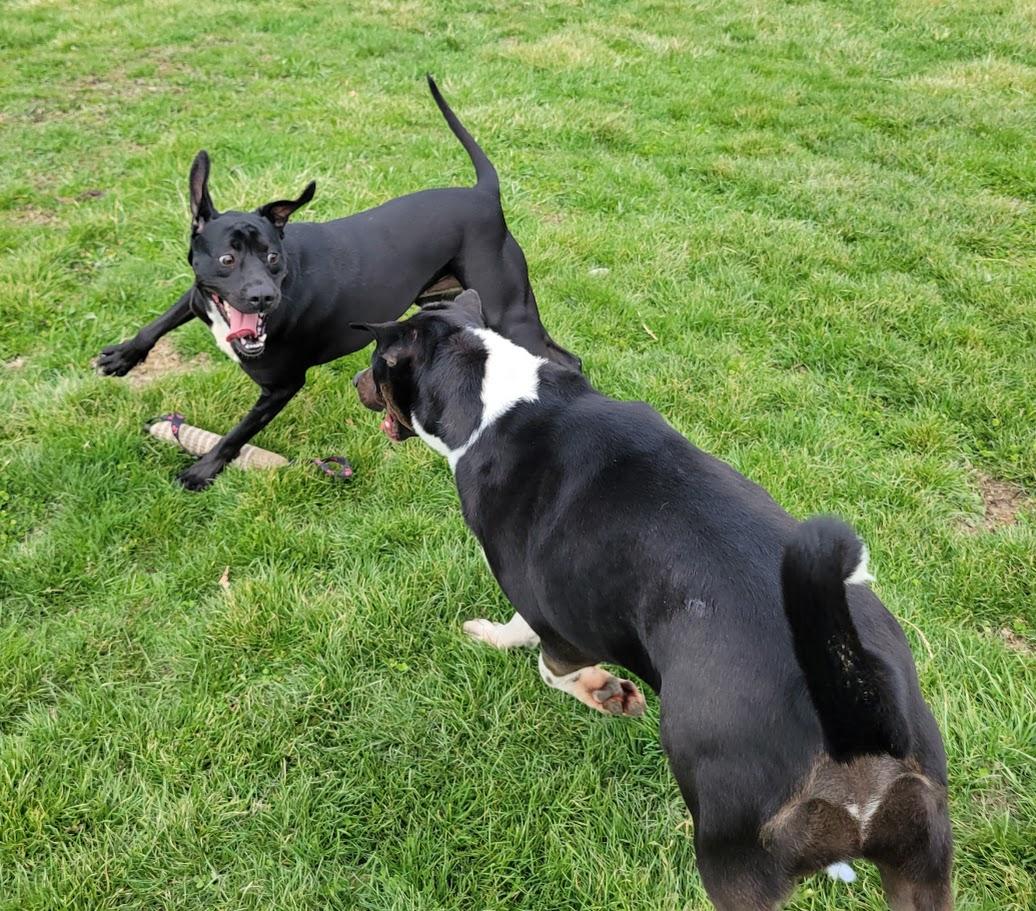 Flint, a Adoptable mixed breed in Lisbon, OH image 6/6