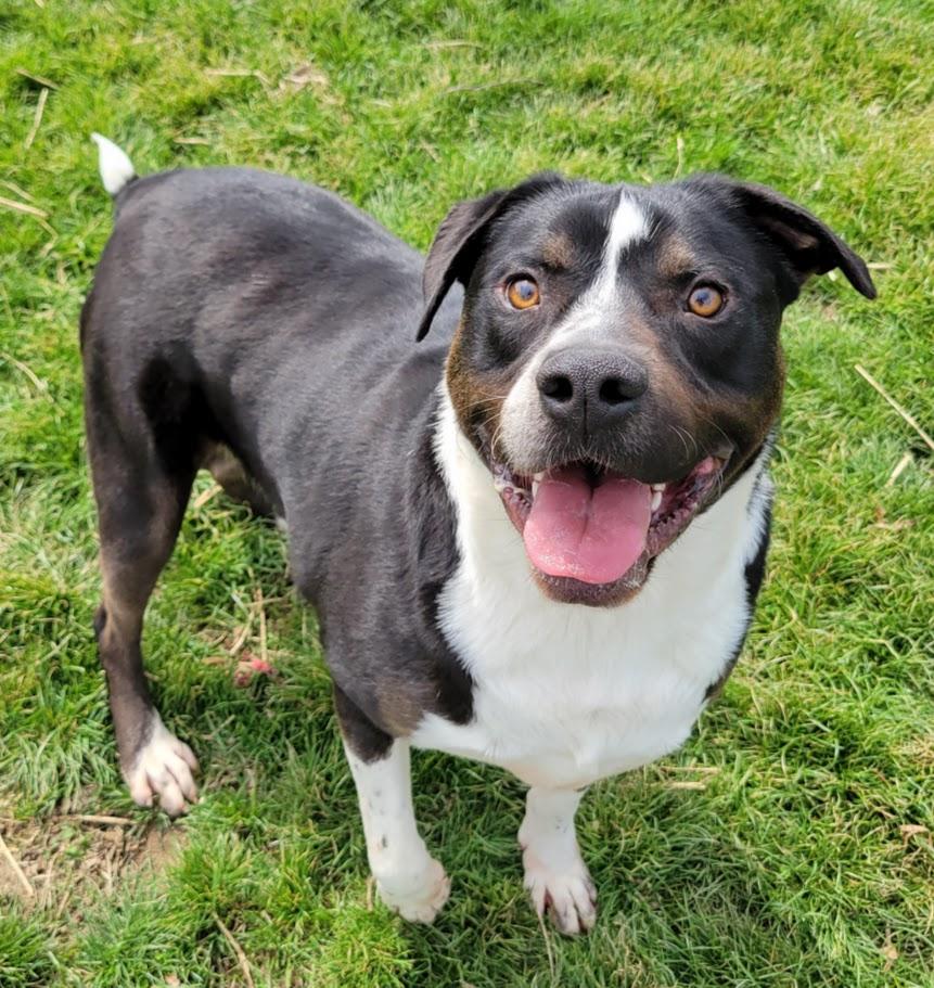 Flint, a Adoptable mixed breed in Lisbon, OH image 5/6