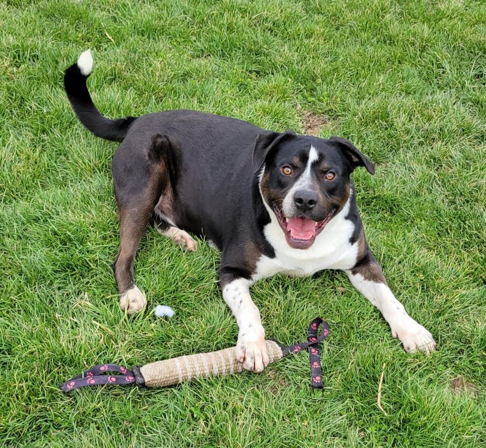 Flint, a Adoptable mixed breed in Lisbon, OH image 3/6