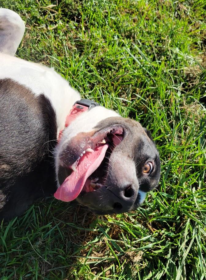 Enlarge Flint, a Adoptable mixed breed in Lisbon, OH image 3/5