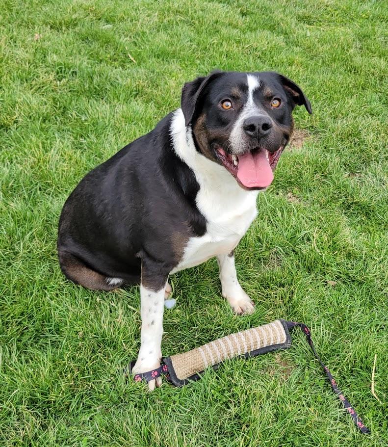 Flint, Adoptable, Adult Male Pit Bull Terrier.