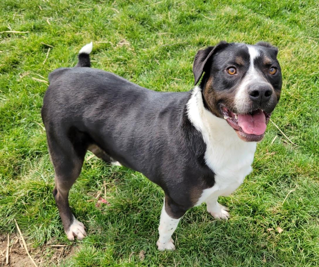 Flint, a Adoptable mixed breed in Lisbon, OH image 2/6