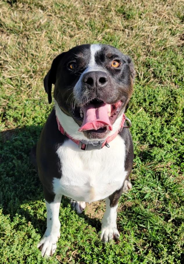 Enlarge Flint, a Adoptable mixed breed in Lisbon, OH image 2/5