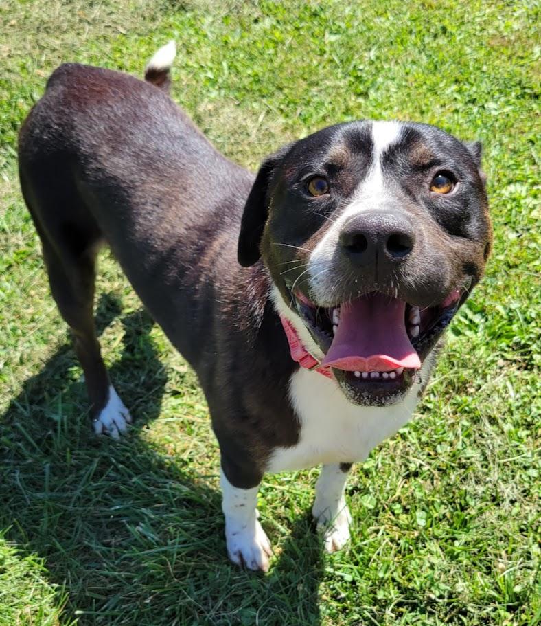 Enlarge Flint, a Adoptable mixed breed in Lisbon, OH image 1/1