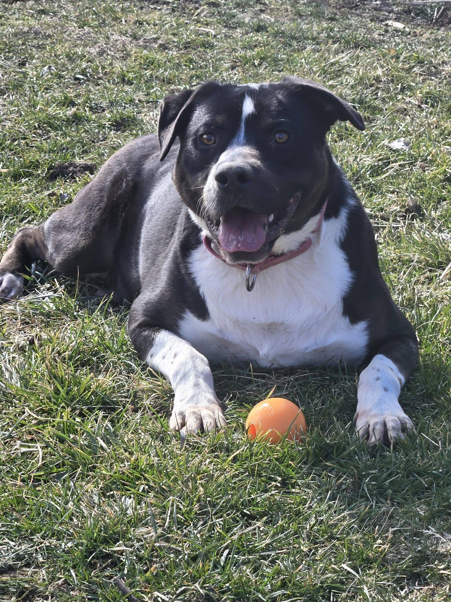 Enlarge Flint, a Adoptable mixed breed in Lisbon, OH image 5/5
