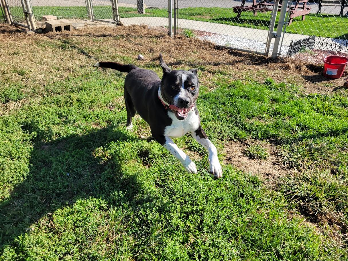 Enlarge Flint, a Adoptable mixed breed in Lisbon, OH image 4/5