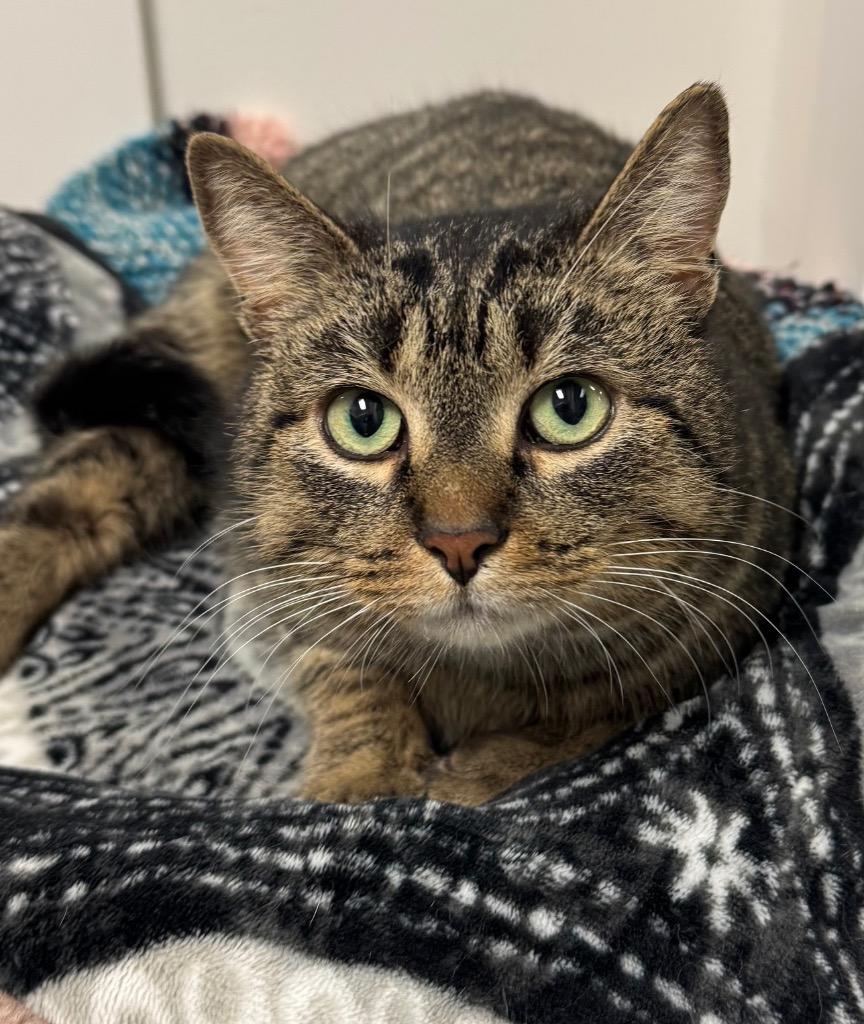 Enlarge Irina, a Adoptable mixed breed in Winnipeg, MB image 1/1