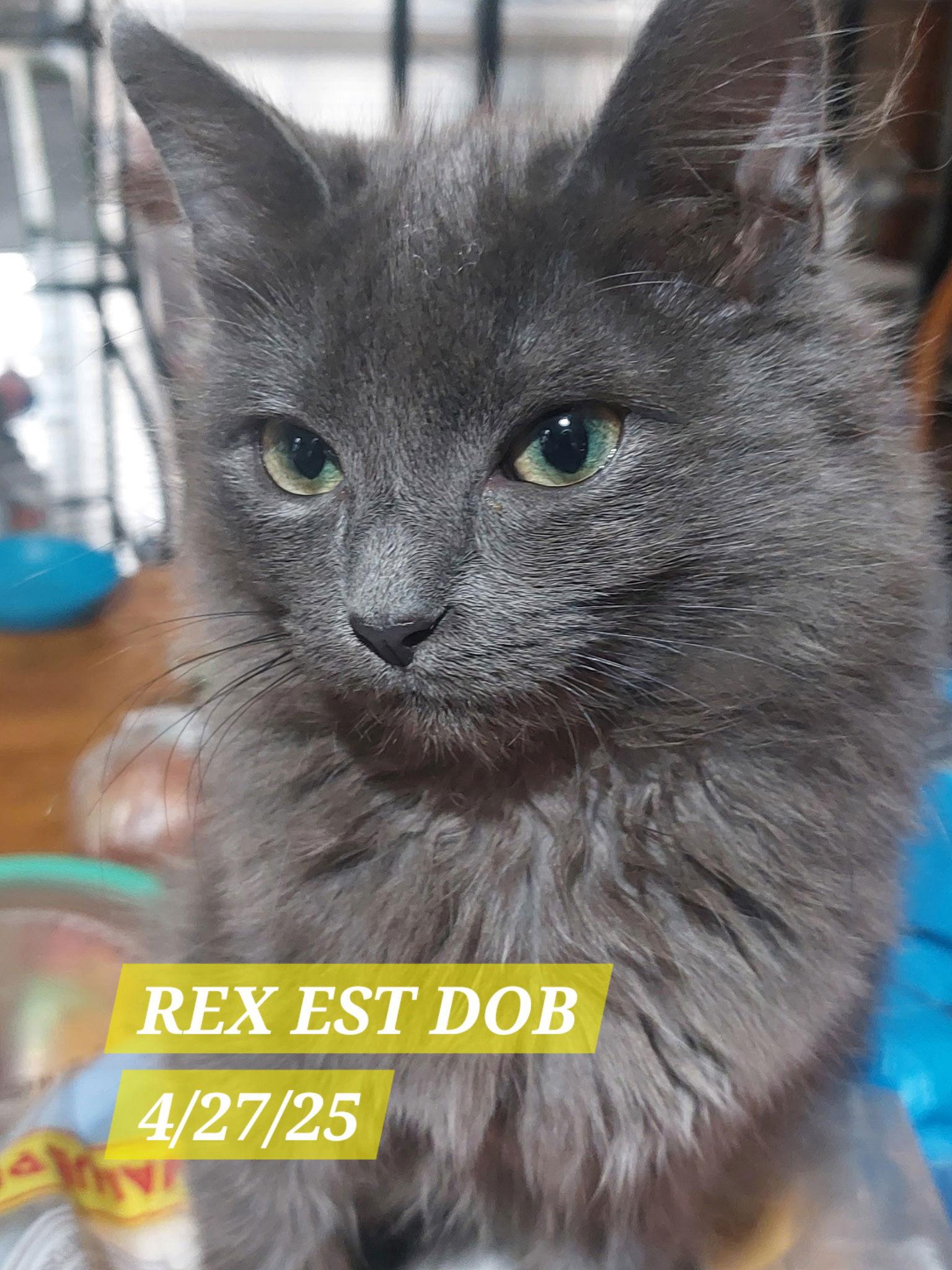 Enlarge REX, a Adopted mixed breed in Cypress, TX image 1/3