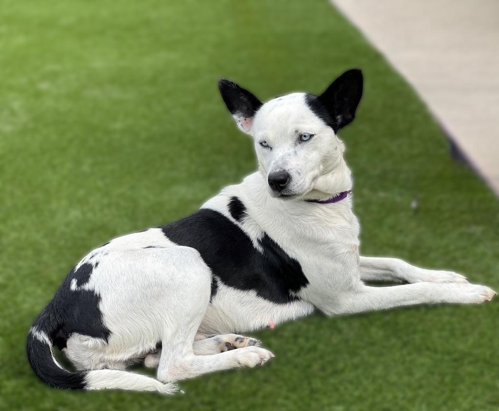 Zina, Adoptable, Young Female Rat Terrier & Basenji.