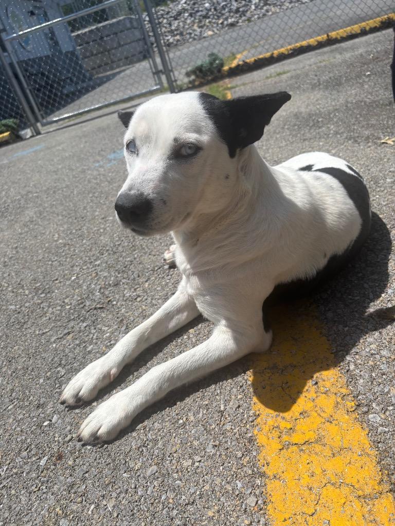 Zina, a Adoptable mixed breed in Dalton, GA image 2/6