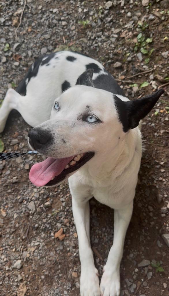 Zina, a Adoptable mixed breed in Dalton, GA image 3/6