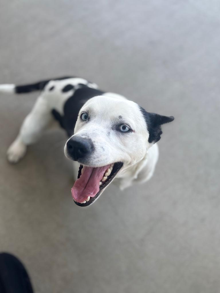 Zina, a Adoptable mixed breed in Dalton, GA image 4/6