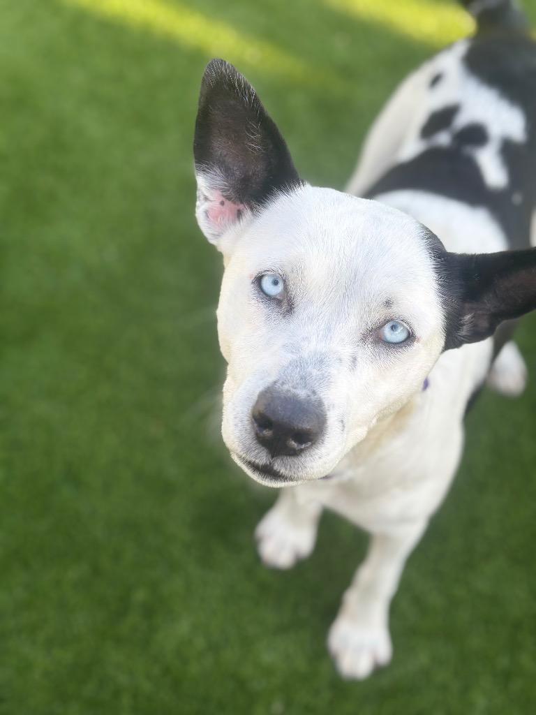 Zina, a Adoptable mixed breed in Dalton, GA image 5/6