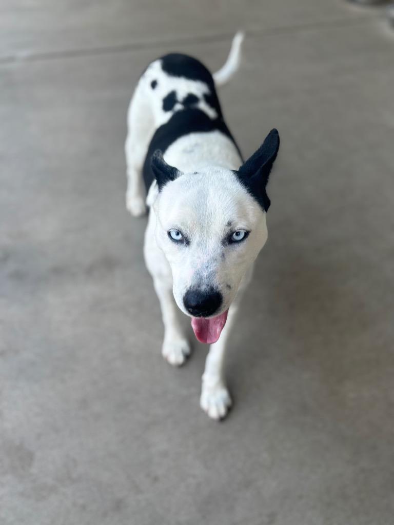 Zina, a Adoptable mixed breed in Dalton, GA image 6/6