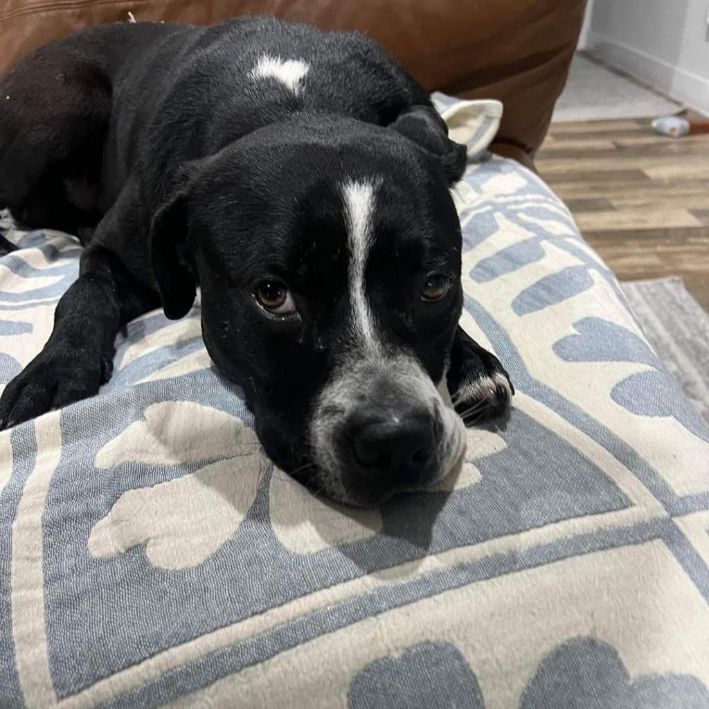 Hugo, a Adoptable mixed breed in Tomball, TX image 1/6