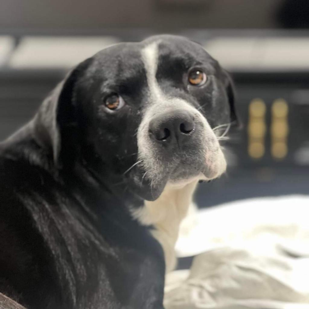 Hugo, a Adoptable mixed breed in Tomball, TX image 4/6