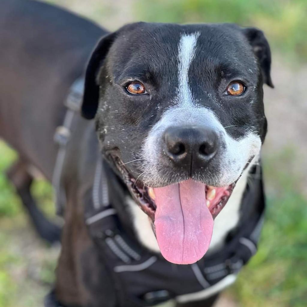 Hugo, a Adoptable mixed breed in Tomball, TX image 5/6