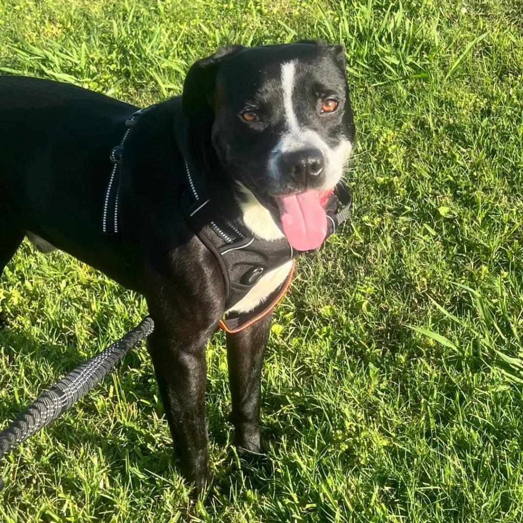 Hugo, a Adoptable mixed breed in Tomball, TX image 6/6