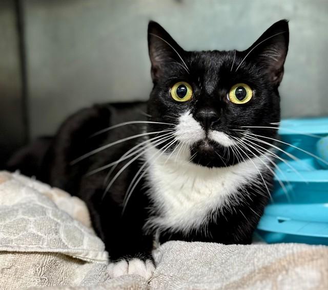 Enlarge MERLIN, a Adoptable Domestic Short Hair in York, SC image 1/1