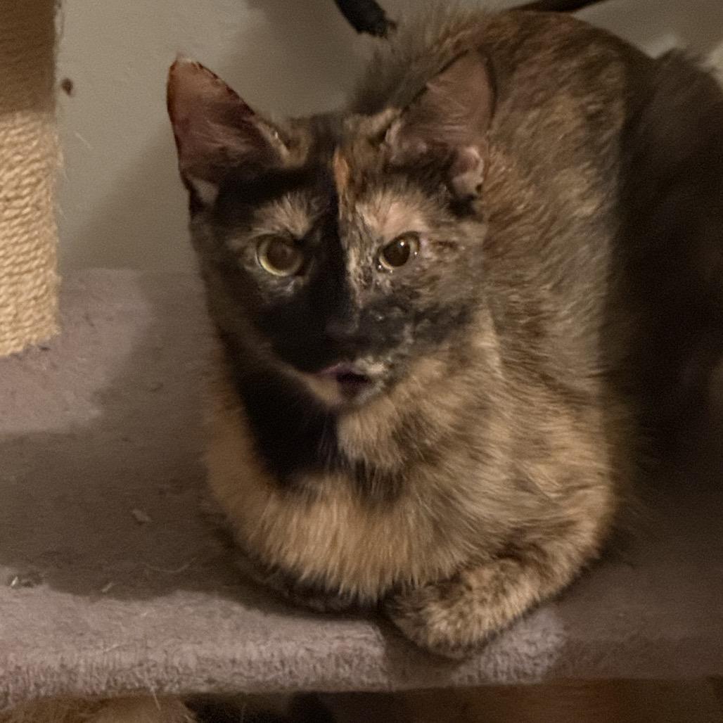 Enlarge Saylor, a Adoptable Domestic Short Hair in Troy, IL image 2/2