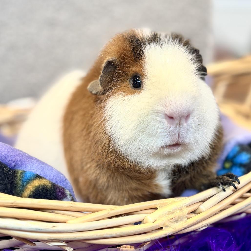 Owl, Adoptable, Young Male Guinea Pig.