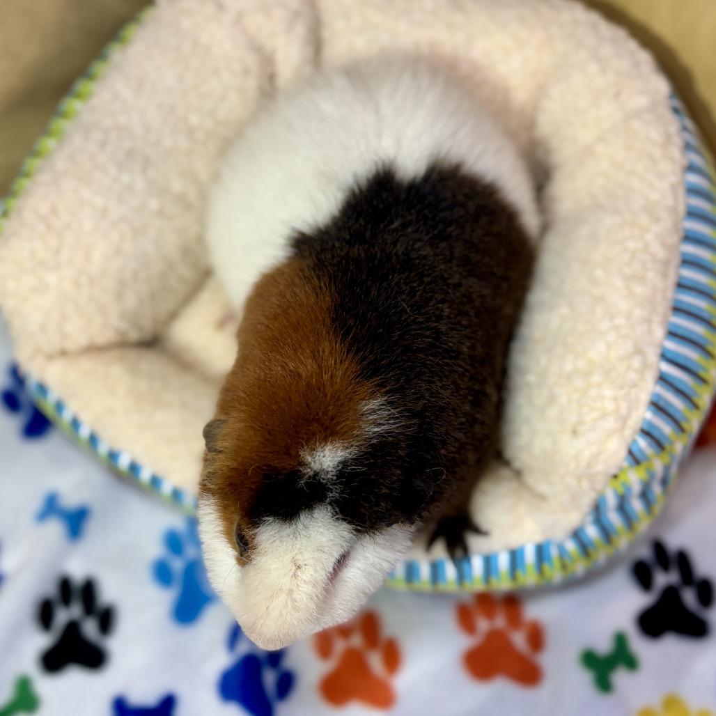 Owl, Adoptable, Young Male Guinea Pig.