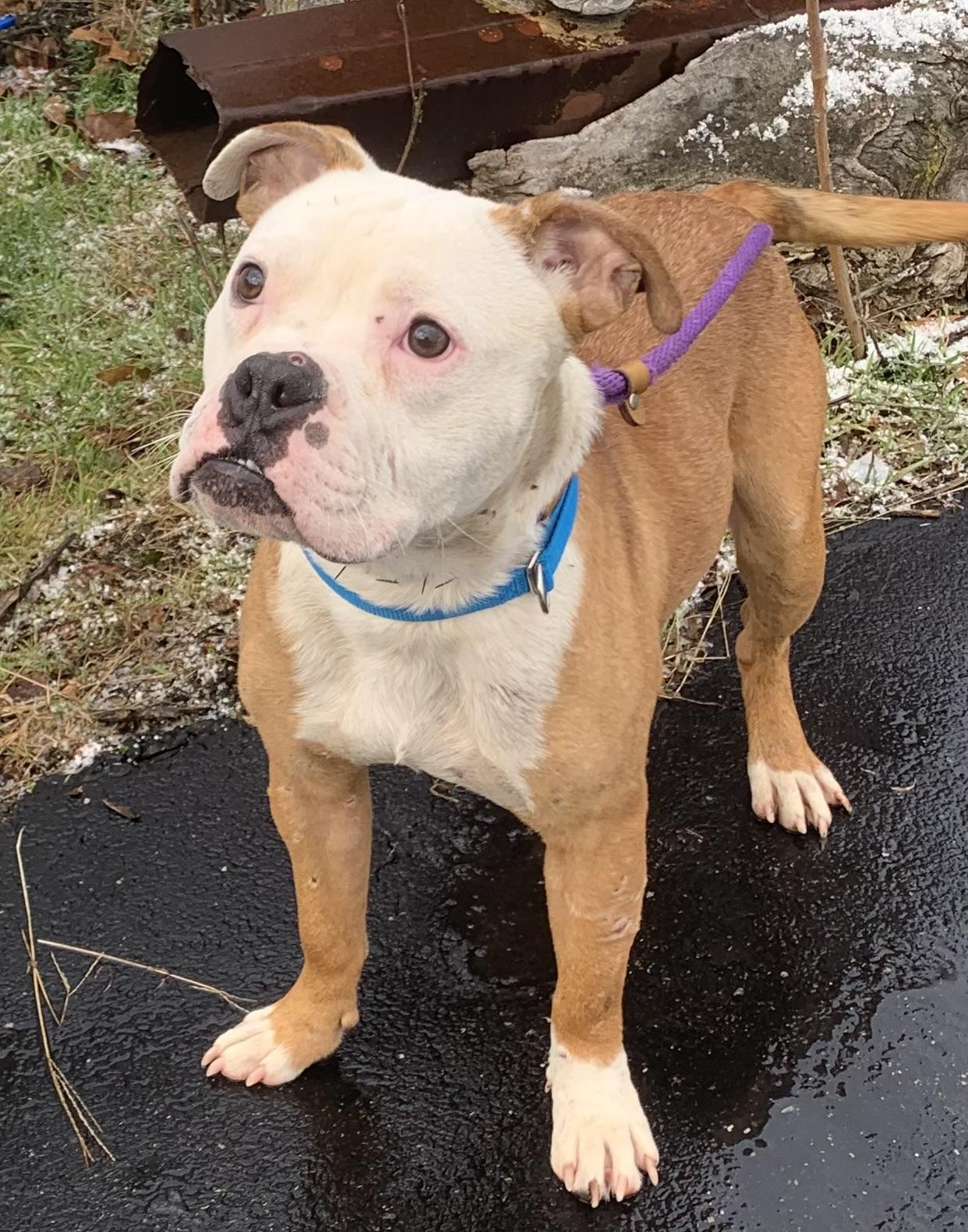 Murray, ADOPTABLE, Adult Male Bulldog & Boxer.