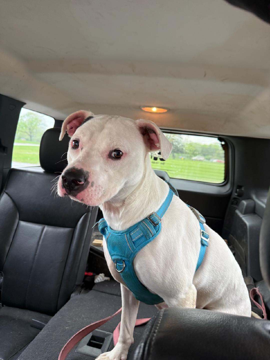 ZZ Athena Courtesy Post, a Adoptable Pit Bull Terrier in Utica, MI image 1/2