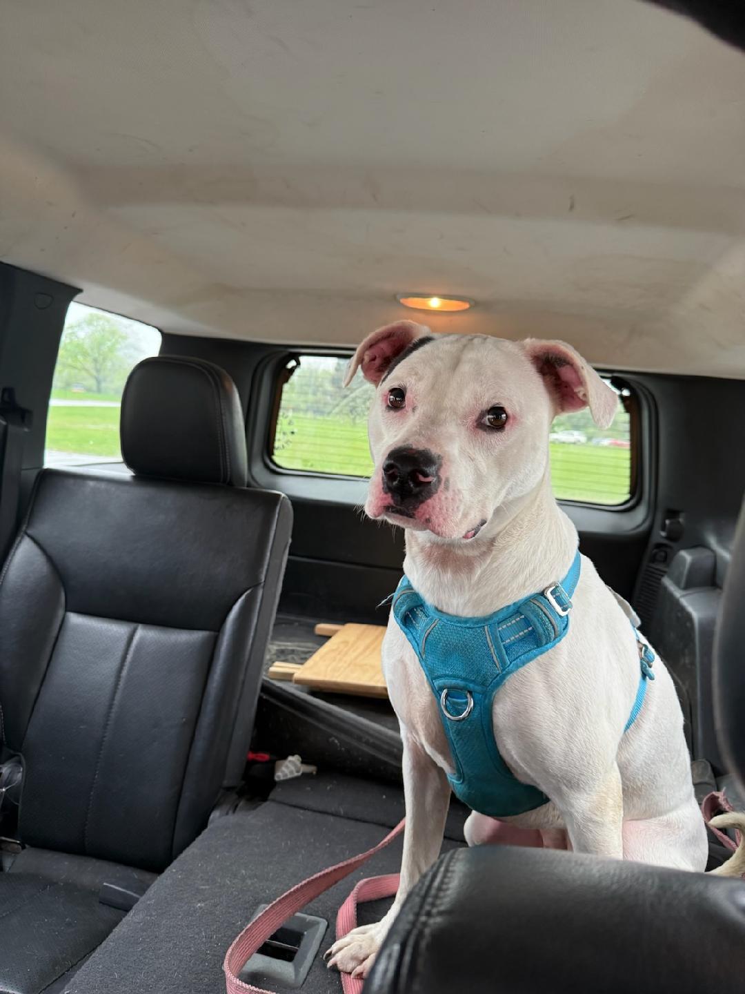 ZZ Athena Courtesy Post, a Adoptable Pit Bull Terrier in Utica, MI image 2/2
