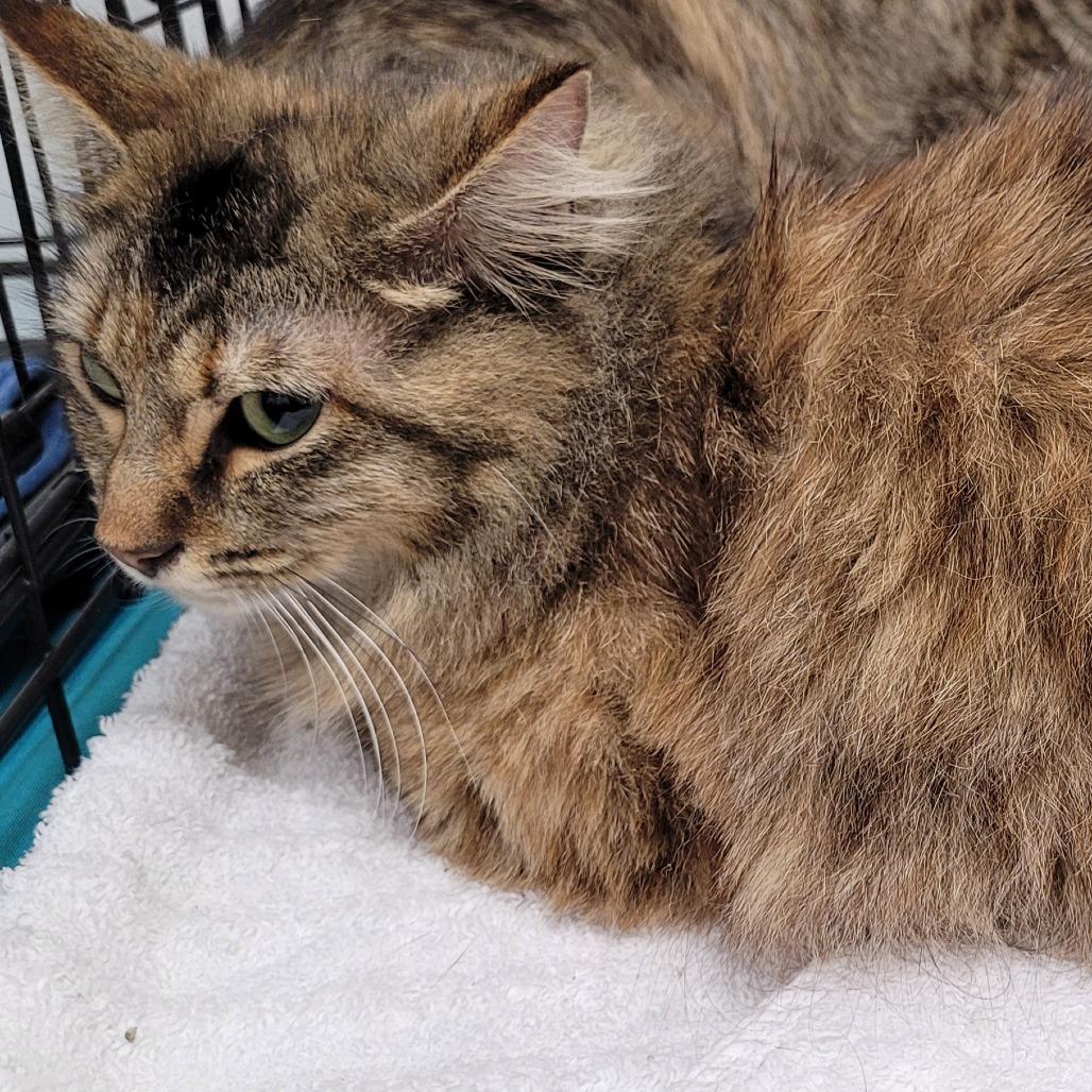 Enlarge Chunky monkey(collar), a Adoptable Domestic Long Hair in Coos Bay, OR image 1/1