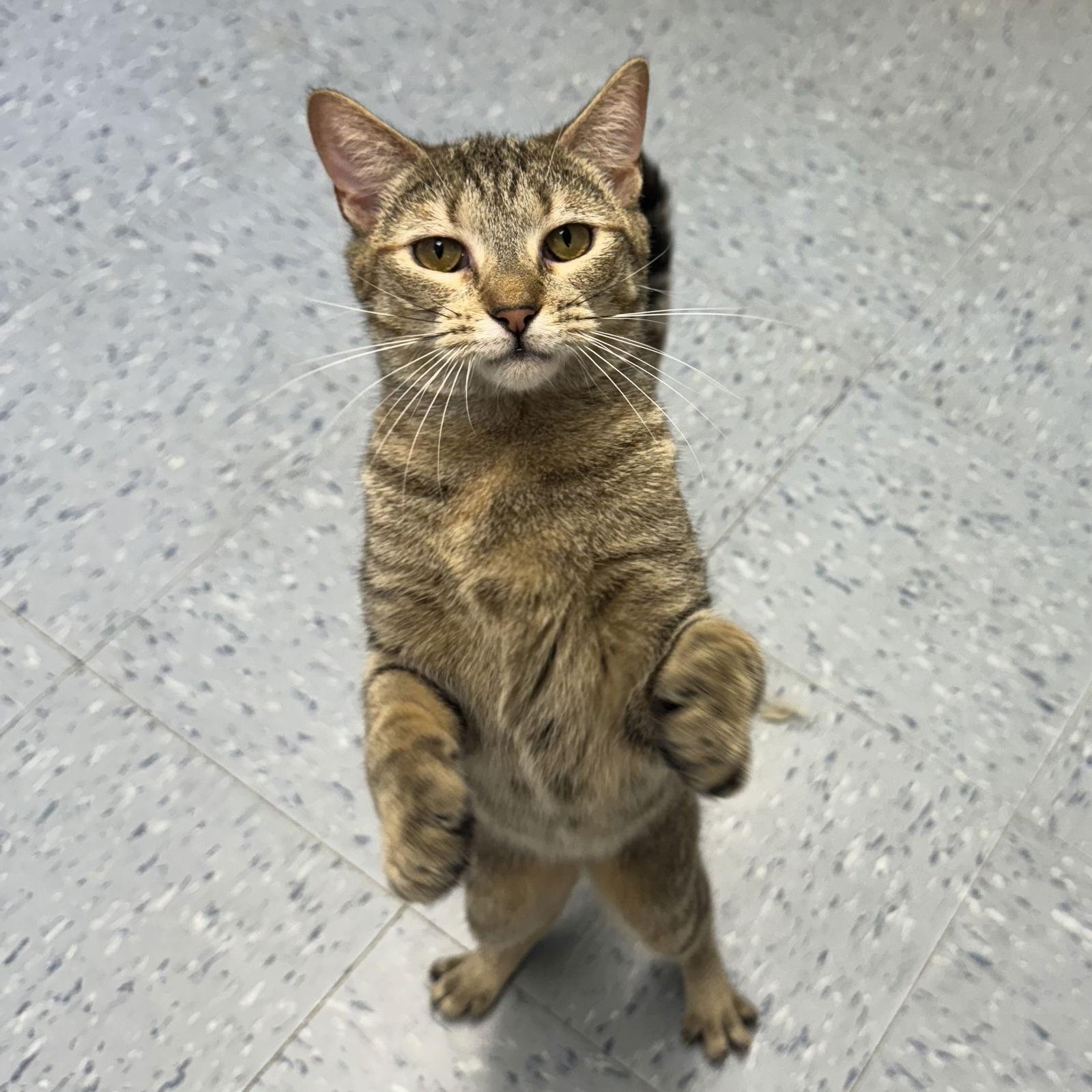 Enlarge Cinnamon, a Adoptable mixed breed in Hopewell, VA image 1/3