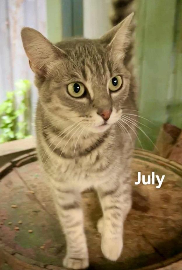 July, Adoptable, Young Female Domestic Short Hair.