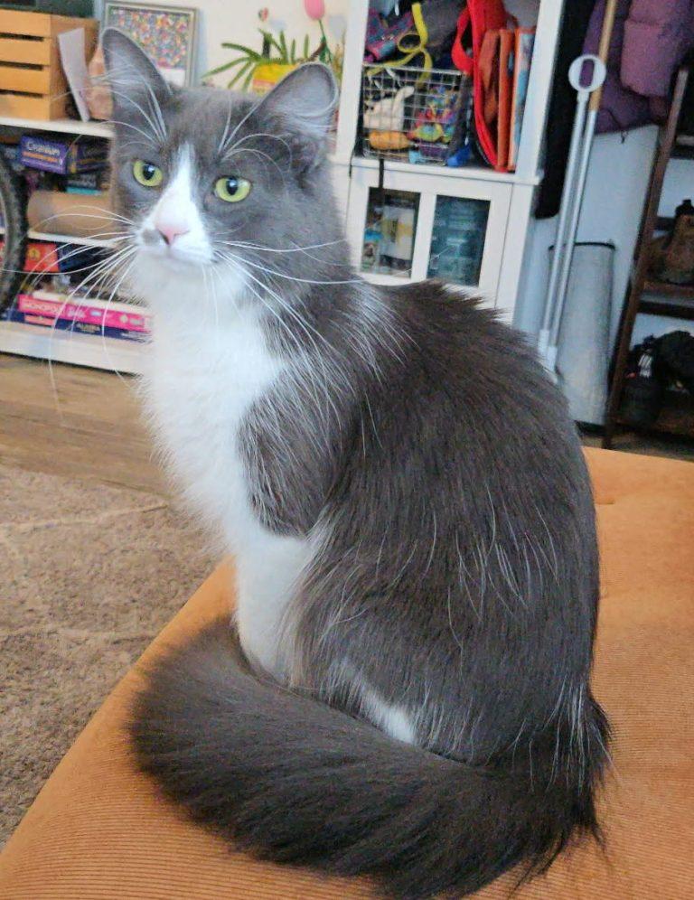 Meatball, adopted, Young Female Domestic Long Hair.