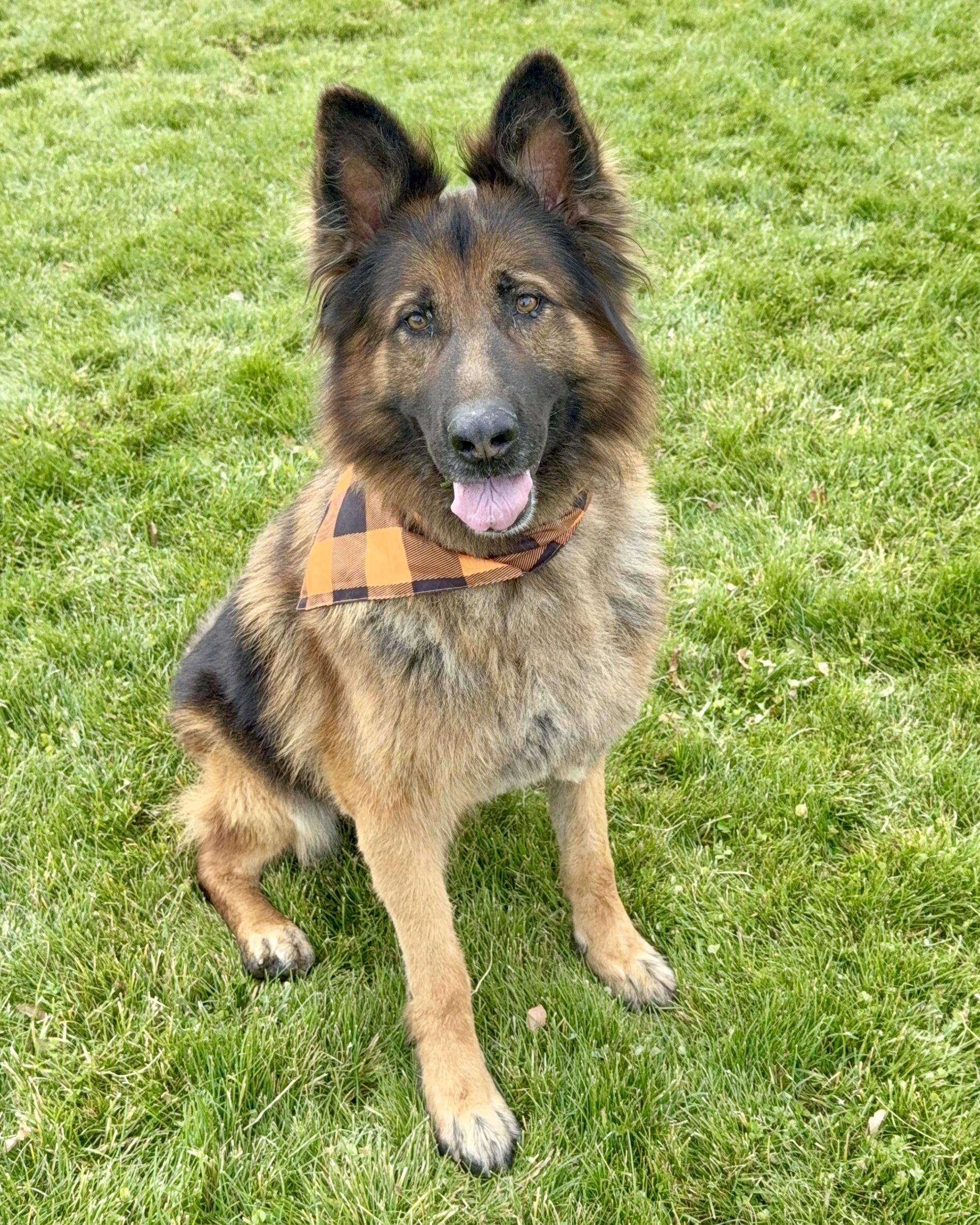 Enlarge Grizz, a Adoptable German Shepherd Dog in Prineville, OR image 1/6