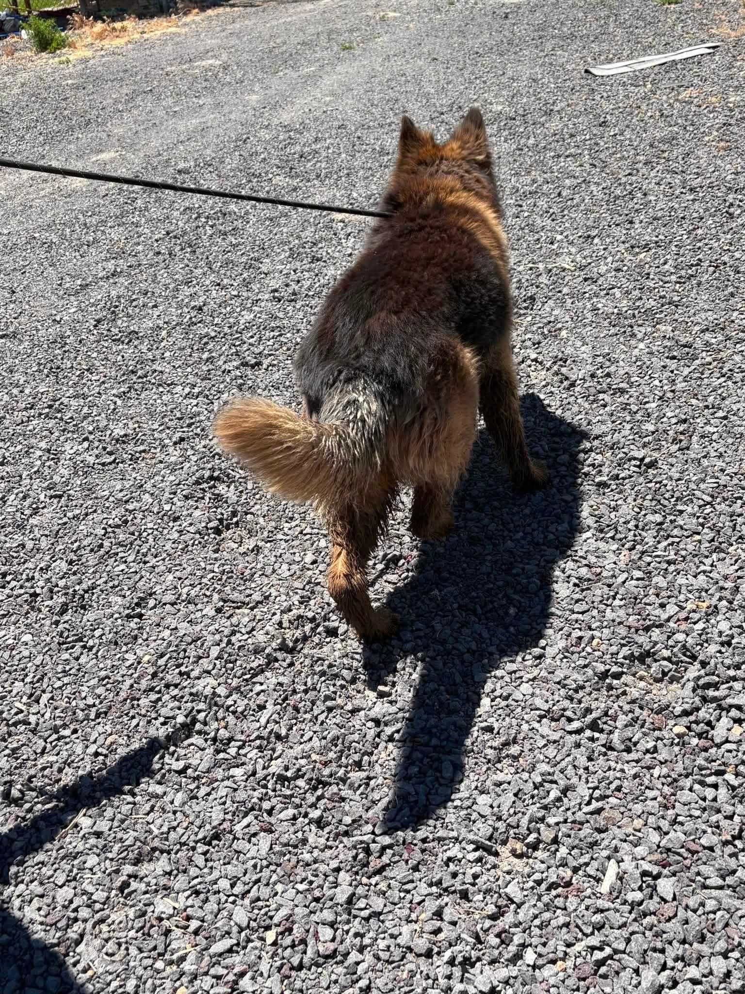 Grizz, a ADOPTABLE German Shepherd Dog in Prineville, OR image 3/3