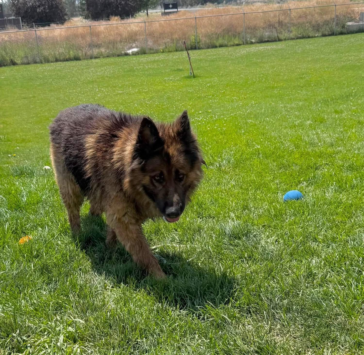 Grizz, a ADOPTABLE German Shepherd Dog in Prineville, OR image 6/6