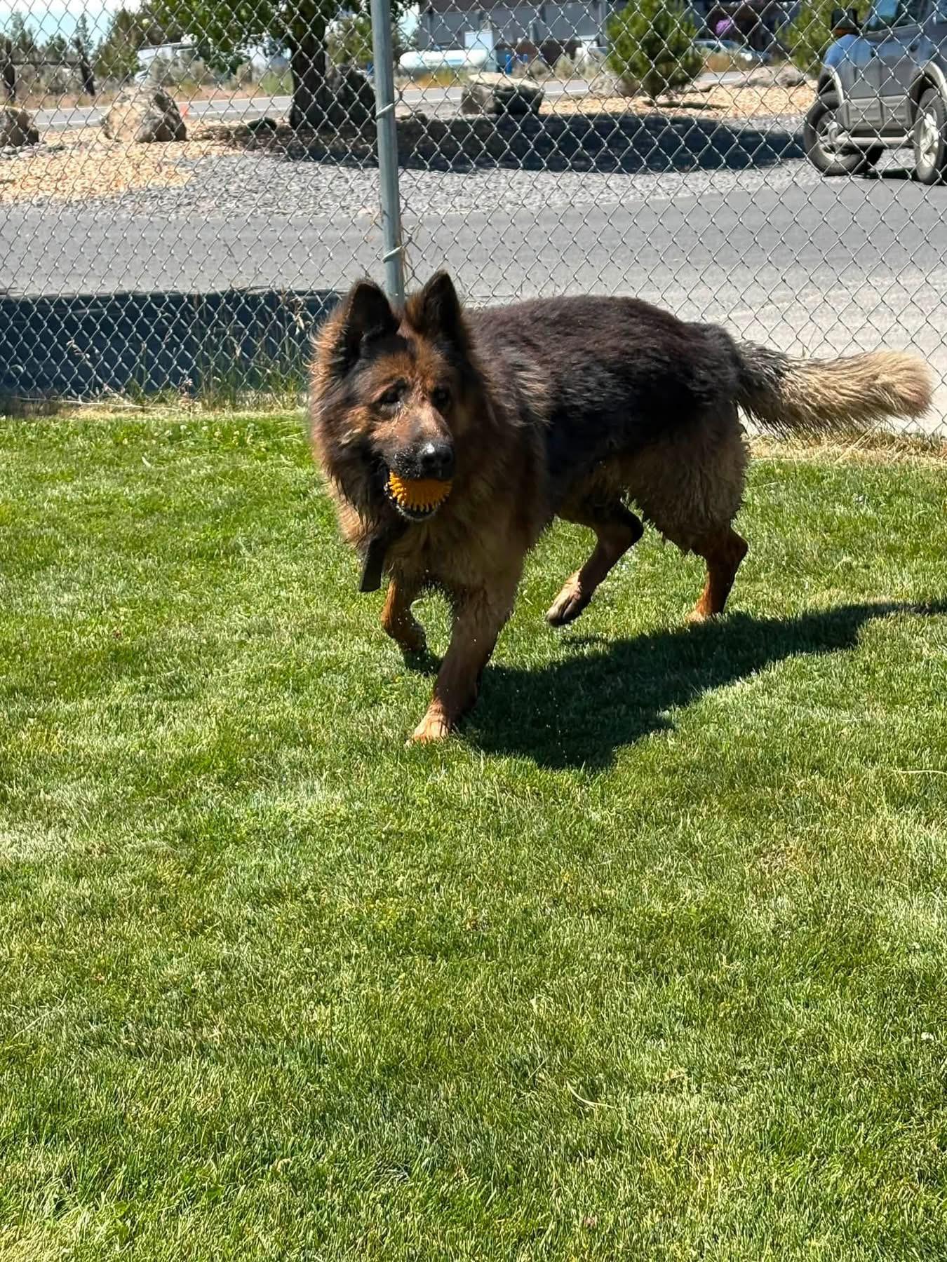 Grizz, a ADOPTABLE German Shepherd Dog in Prineville, OR image 2/3