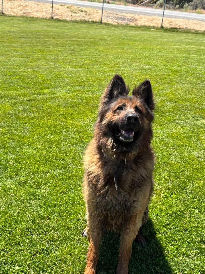 Grizz, a ADOPTABLE German Shepherd Dog in Prineville, OR image 1/3