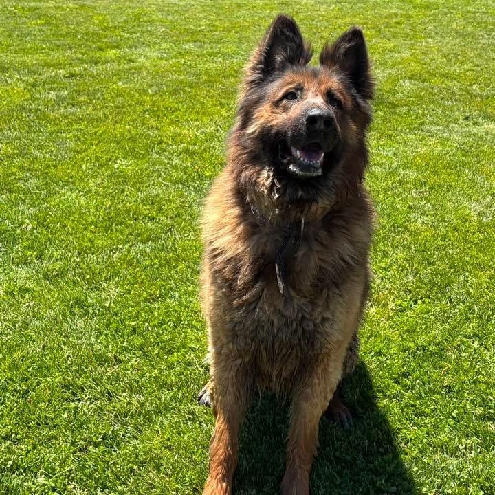 Grizz, a ADOPTABLE German Shepherd Dog in Prineville, OR image 2/6