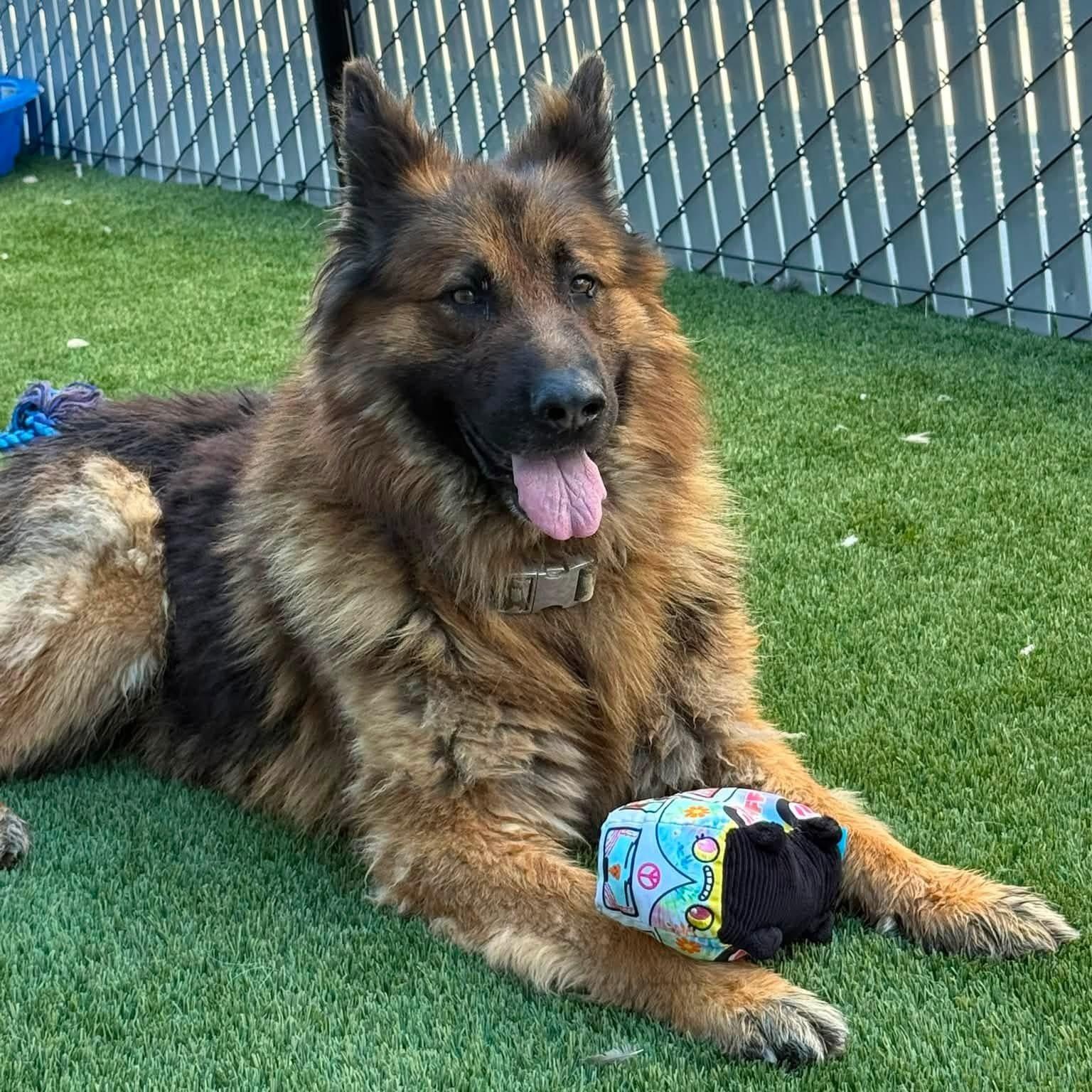 Grizz, a ADOPTABLE German Shepherd Dog in Prineville, OR image 1/6