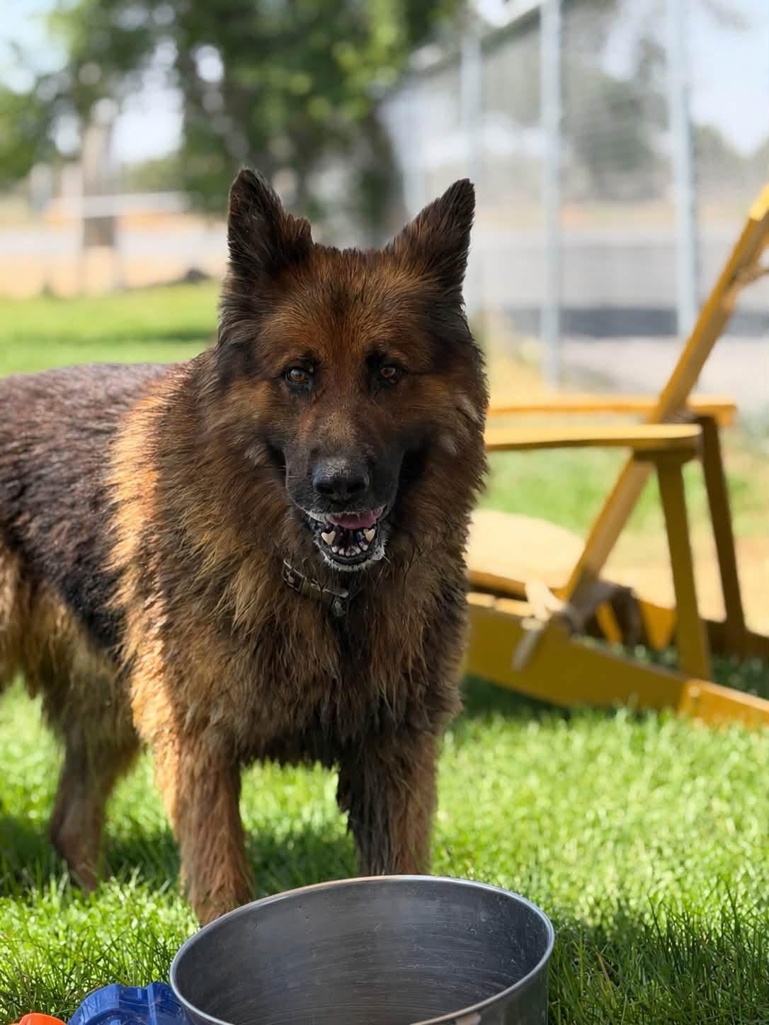 Grizz, a ADOPTABLE German Shepherd Dog in Prineville, OR image 3/6