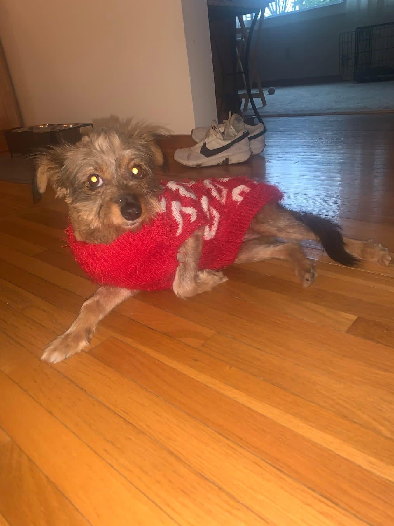 Poppy, Adopted, Adult Female Shih Tzu.