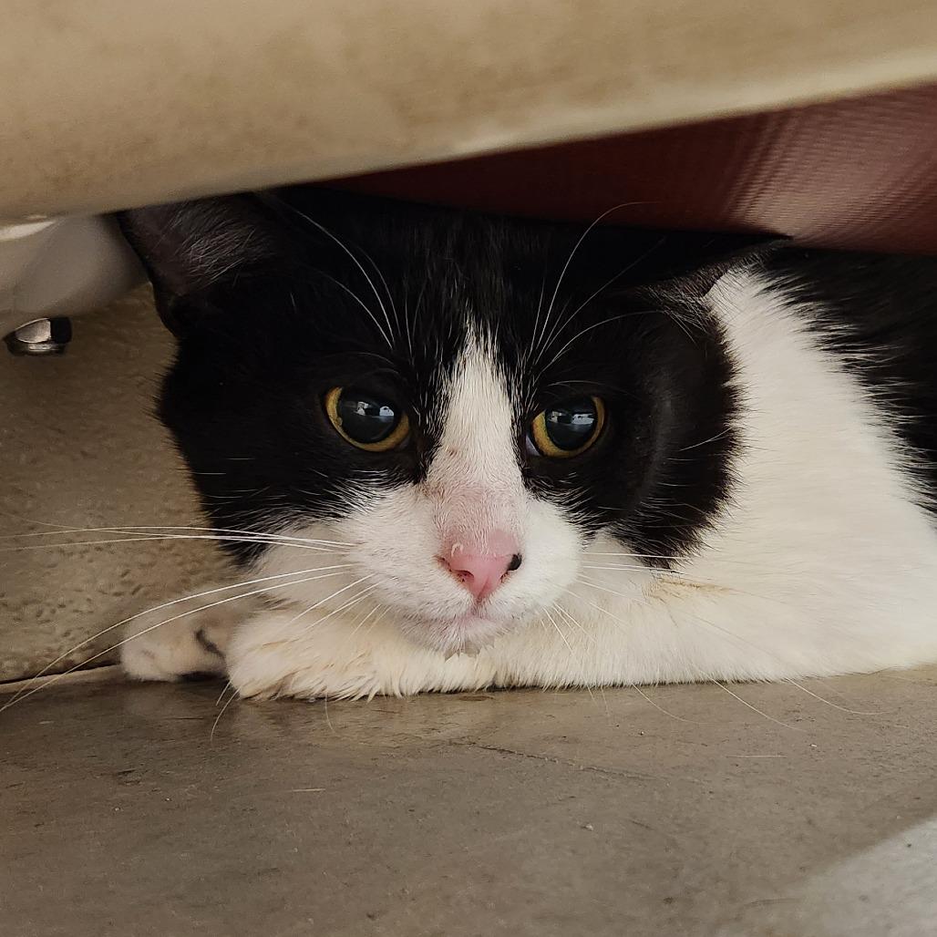 Joshua, Adoptable, Young Male Domestic Medium Hair.